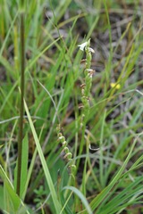 Spiranthes aestivalis
