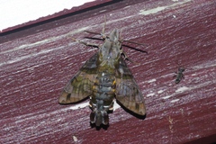 Macroglossum pyrrhosticta