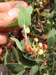 Arctostaphylos auriculata