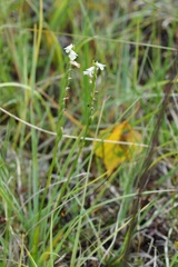 Spiranthes aestivalis