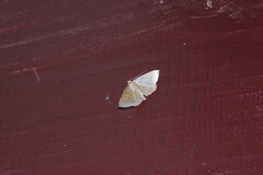 Plesiomorpha flaviceps