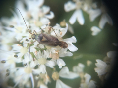 Closterotomus trivialis