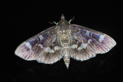 Herpetogramma luctuosalis