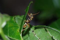 Chlorophorus quinquefasciatus