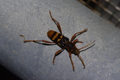 Chlorophorus quinquefasciatus