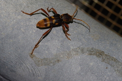 Chlorophorus quinquefasciatus