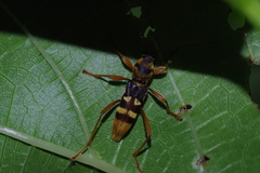 Chlorophorus quinquefasciatus