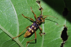 Chlorophorus quinquefasciatus