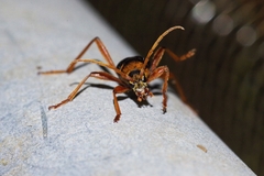 Chlorophorus quinquefasciatus