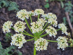 Heracleum grandiflorum
