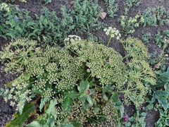 Heracleum grandiflorum