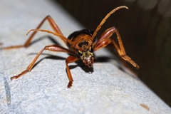 Chlorophorus quinquefasciatus