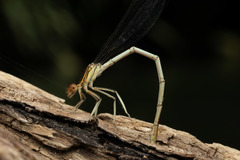 Platycnemis