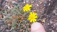 Cichorieae