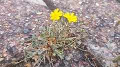 Cichorieae