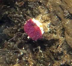 Schizobranchia insignis