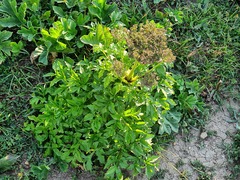 Agasyllis latifolia