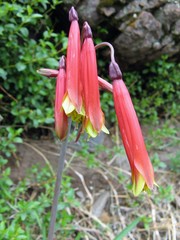 Eustephia coccinea