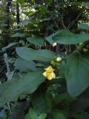 Dasistoma macrophylla