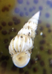 Epitonium indianorum