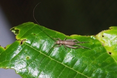 Ornebius bimaculatus