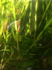 Neocaridina davidi