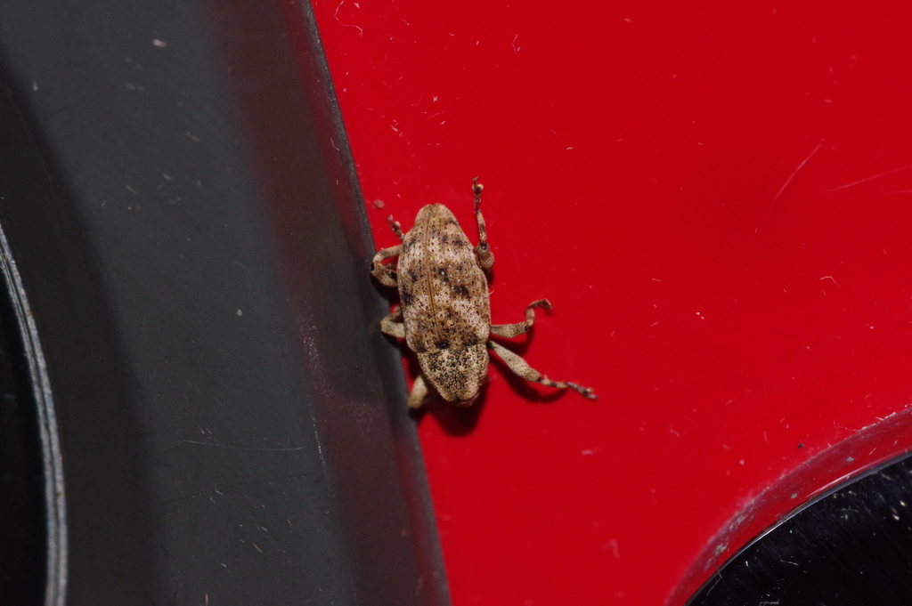Mechistocerus ochraceus