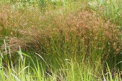 Juncus decipiens