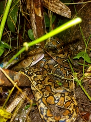 Malayopython reticulatus