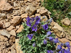 Delphinium caucasicum