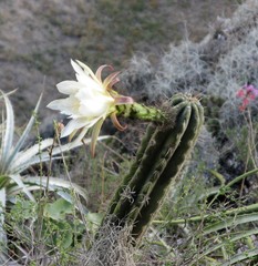 Trichocereus cuzcoensis
