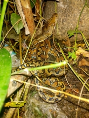 Malayopython reticulatus