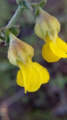Hermannia alnifolia