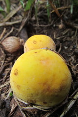 Calvatia flava