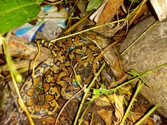 Malayopython reticulatus