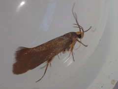 Crassa unitella