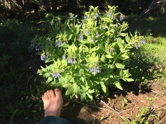 Mertensia paniculata borealis