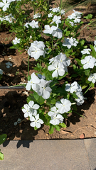 Catharanthus roseus