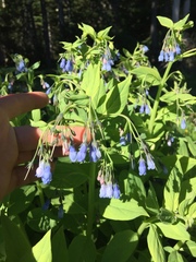 Mertensia paniculata borealis