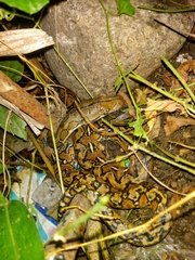 Malayopython reticulatus