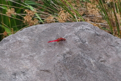Crocothemis servilia mariannae
