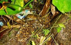 Malayopython reticulatus