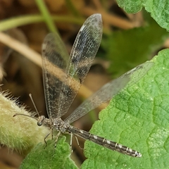 Neuroleon egenus