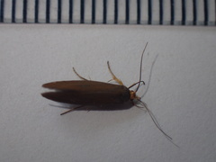 Crassa unitella