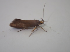Crassa unitella