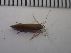Crassa unitella