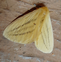 Lepidoptera