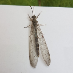 Neuroleon egenus