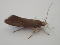 Crassa unitella