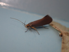 Crassa unitella
